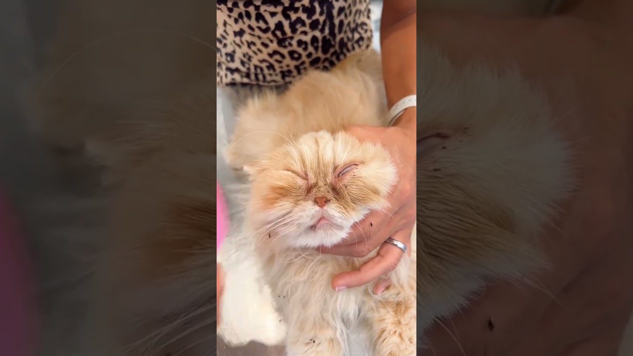 Ilgas kailis oranžinė persų katė, kurią glosto ranka, užmerktomis akimis.