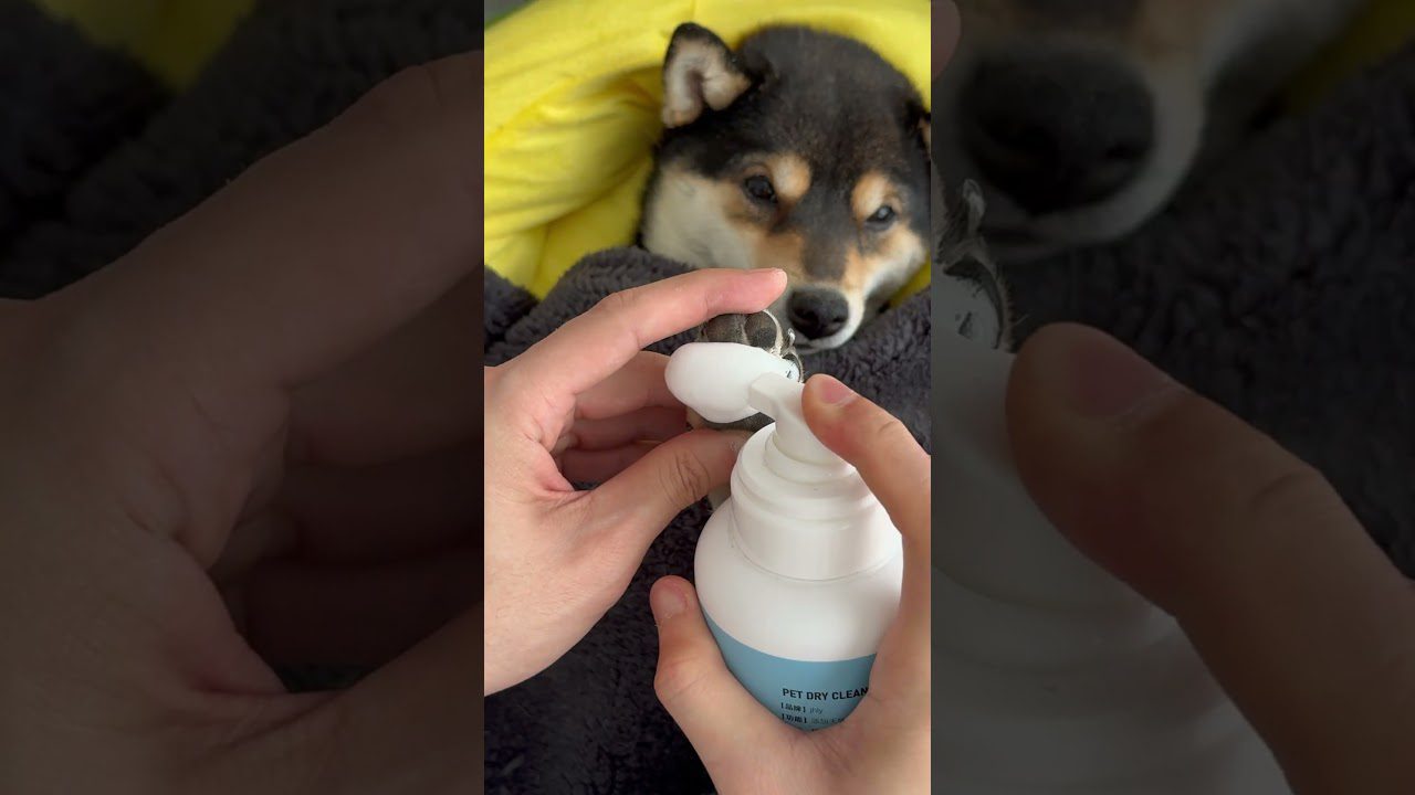 Šunelio letena tepama sausuoju valikliu rankų fone, gulintis šuo už nugaros