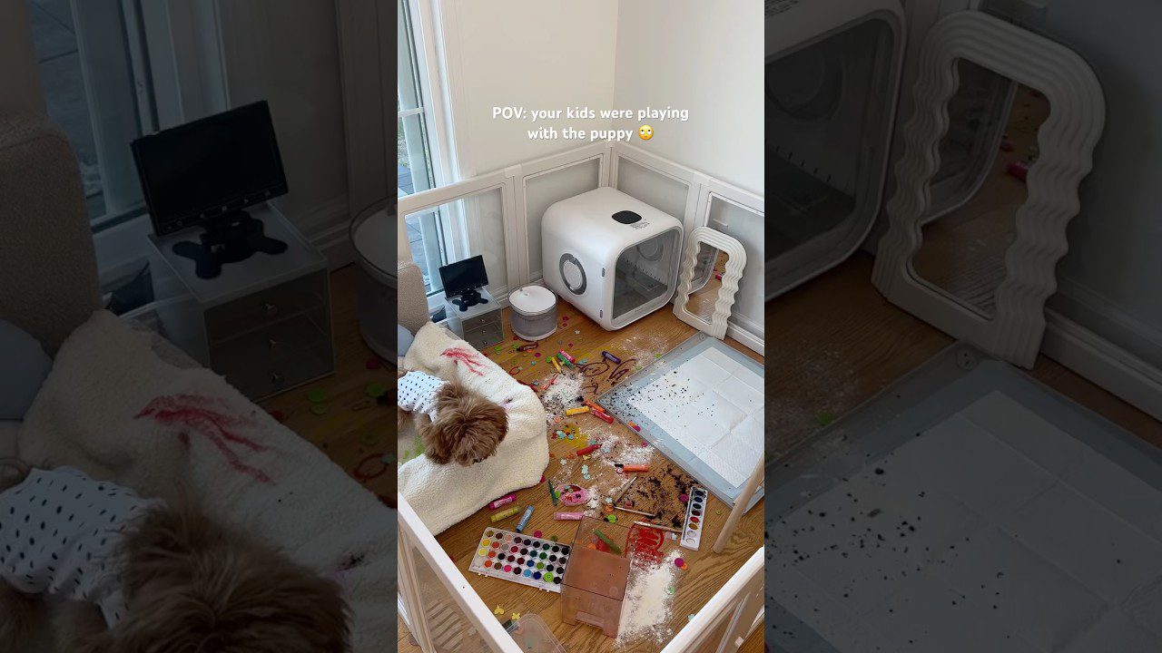 Miegantis šuniukas tarp išmėtytų piešimo priemonių, miltų ir vaikų žaislų aptvare