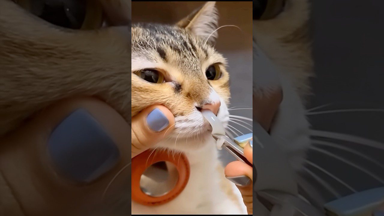 Katė laikoma, jai švelniai valomos nosies išskyros kosmetiniu įrankiu.