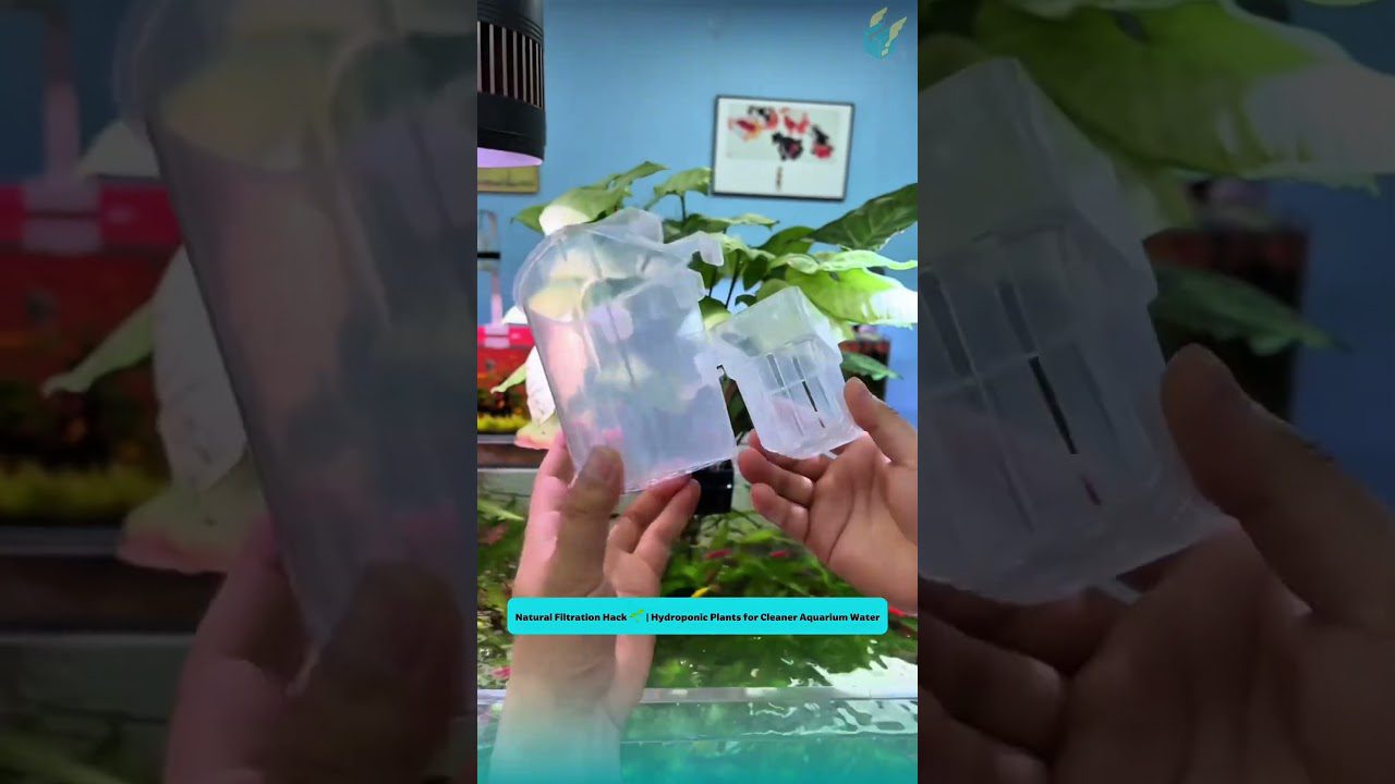 Rankose laikomos skaidrios plastikinės vazonėlio dėžutės hidroponiniams akvariumo augalams.