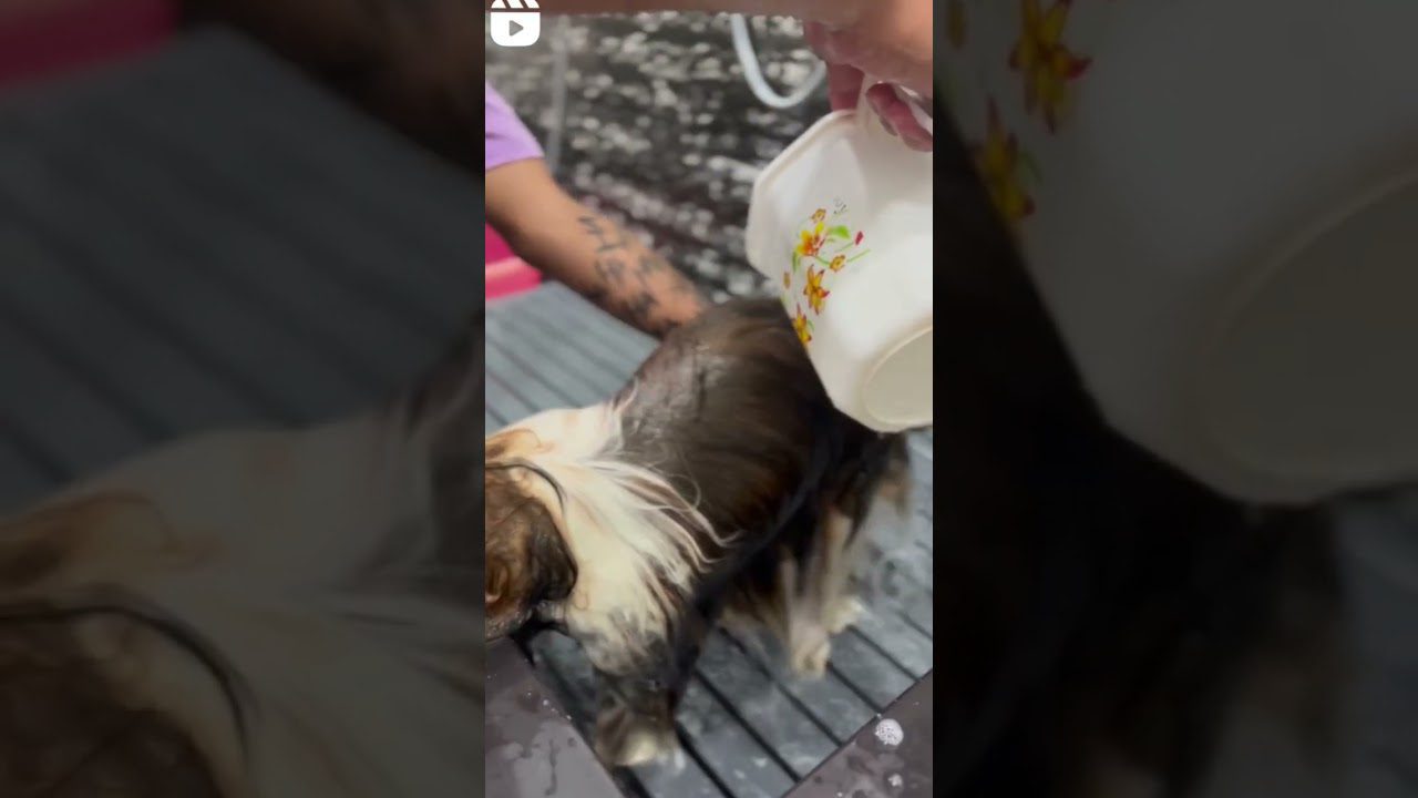Smulkaus šuns plaukus plauna ir vandeniu pilsto iš puodelio ant nugaros
