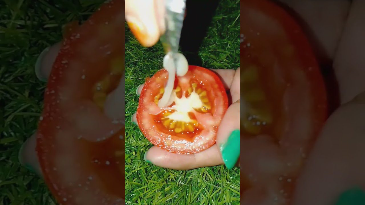 Perpjautas pomidoras rankoje su išspaustu sultingu viduriu ir žole aplinkui