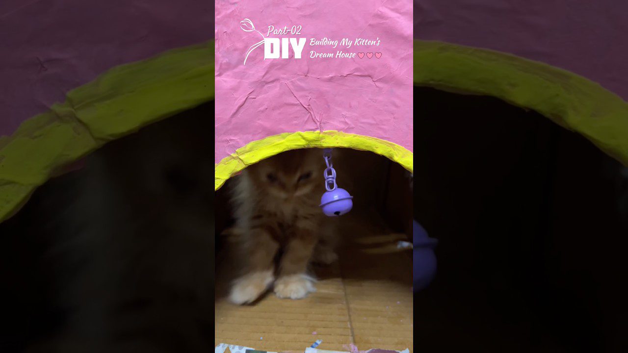 DIY | Statome mano katytės svajonių namelį 🏠 | 2 dalis