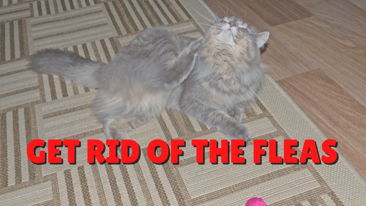 Pilkas ilgaplaukis katinas kasosi ant kilimo, užraše parašyta „Get rid of the fleas“
