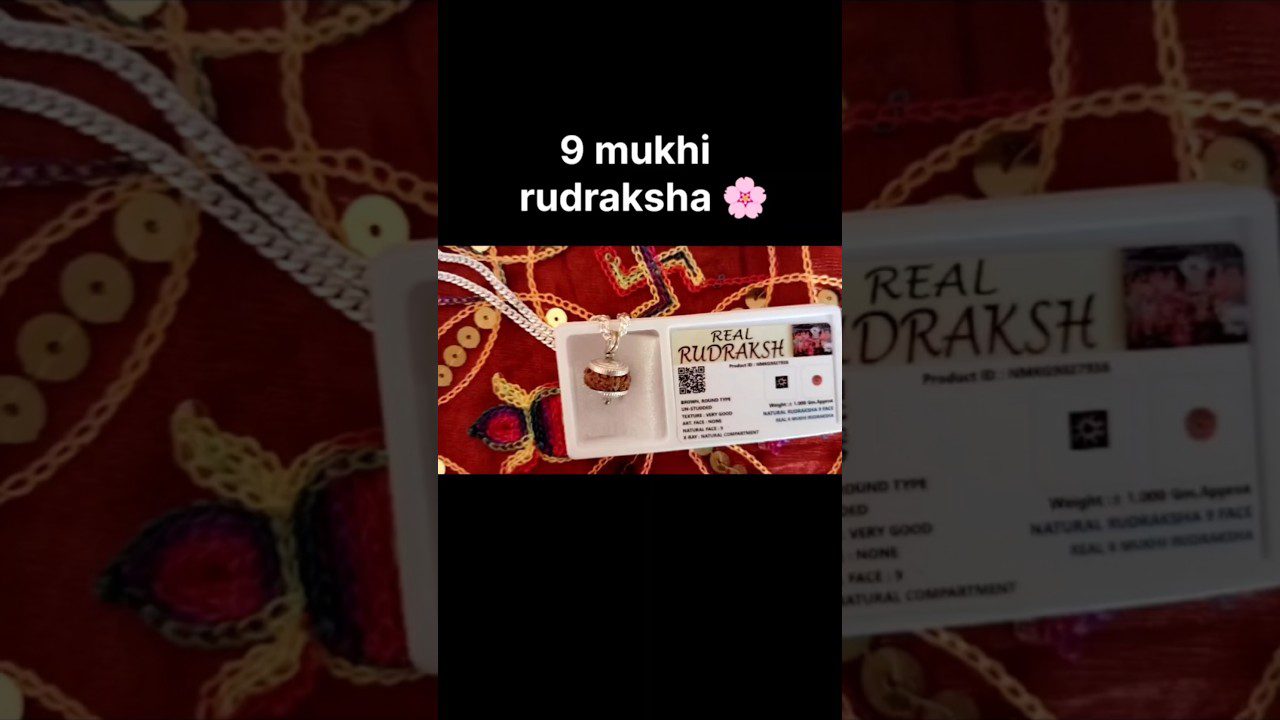 9 mukhi rudraksha pakabutis su sertifikatu ir sidabrine grandinėle ant raudono fono